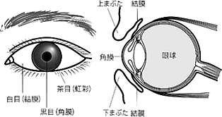 結膜の図